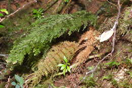 Plancia ëd Callistopteris apiifolia (Presl) Copel.