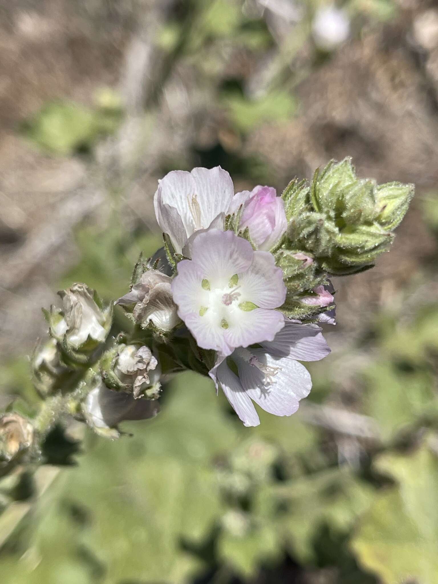 Image of Parish's checker