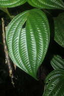 Image of Miconia septuplinervia