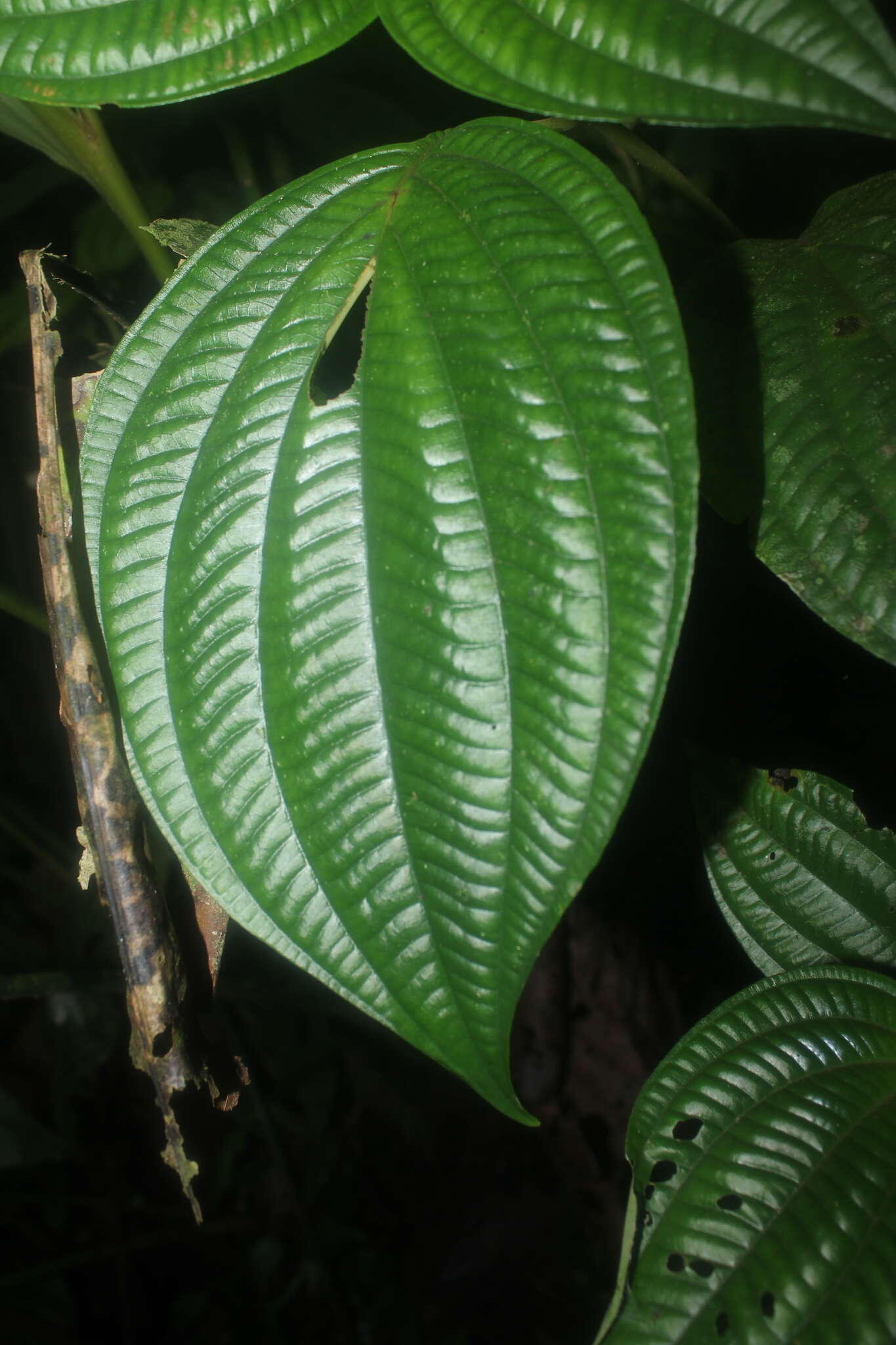 Image de Miconia septuplinervia