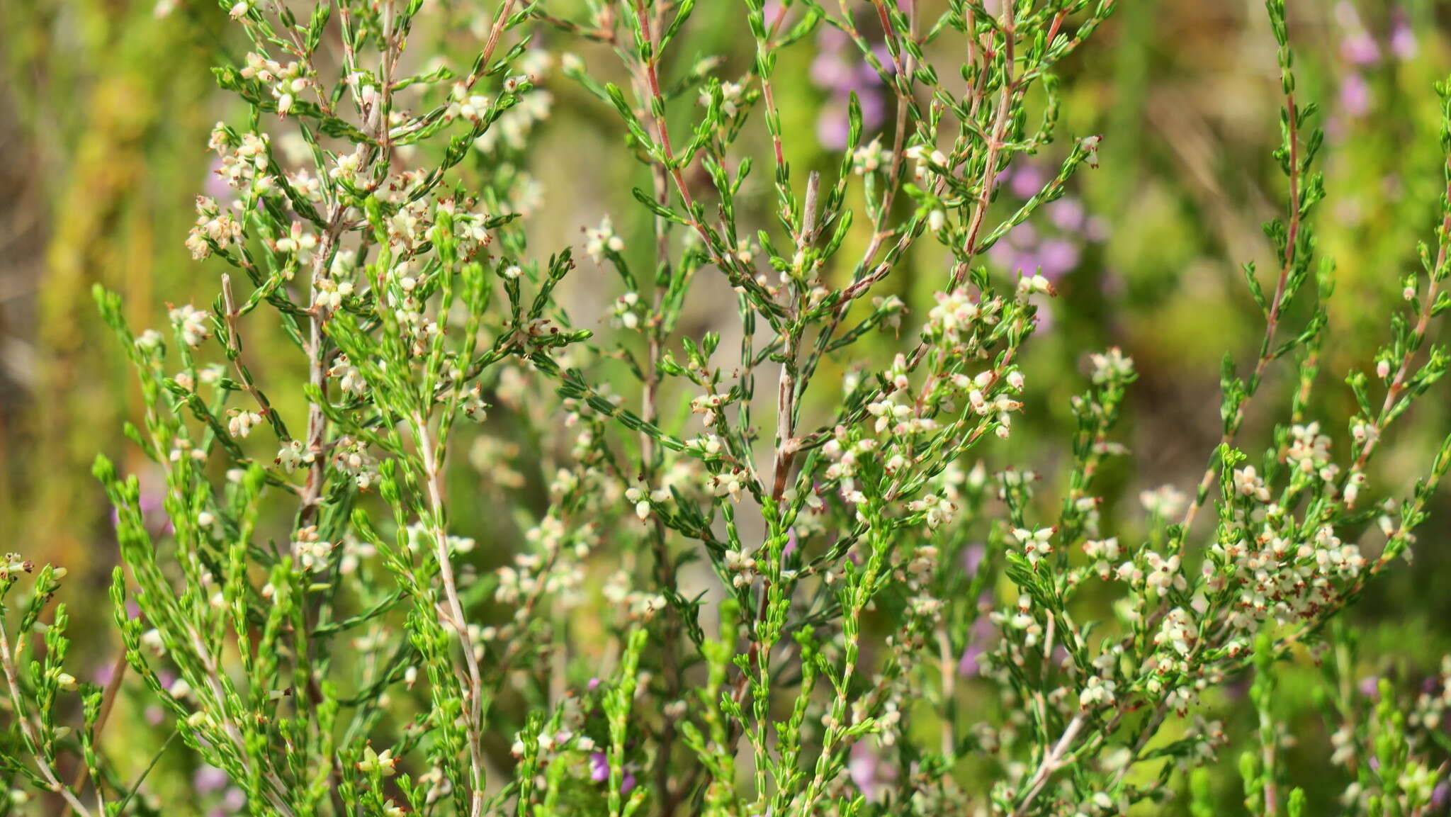 Image de Erica zeyheriana (Klotzsch) E. G. H. Oliver