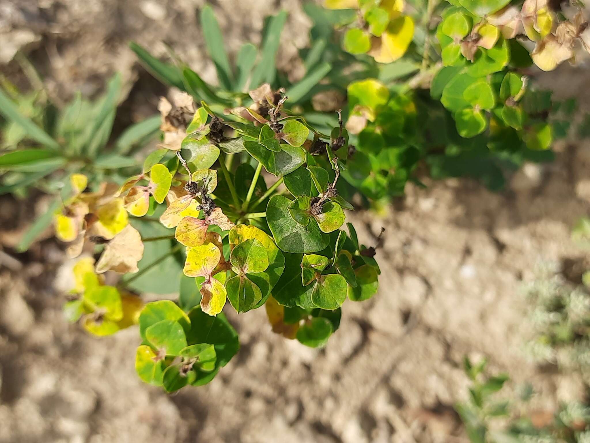 Imagem de Euphorbia iberica Boiss.