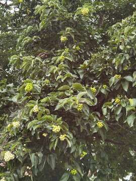 Image of Ehretia latifolia Loisel.