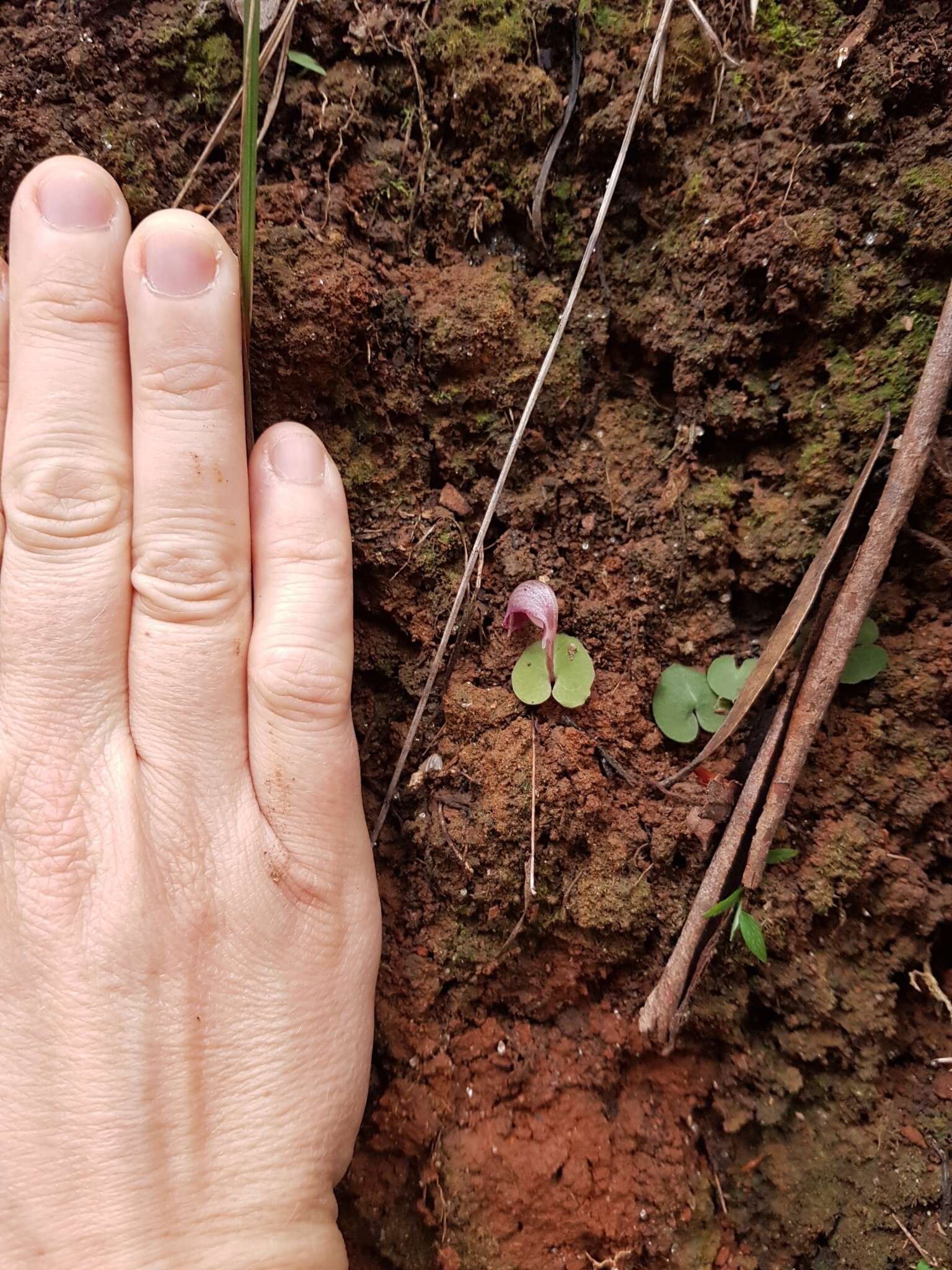 Image de Corybas aconitiflorus Salisb.