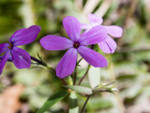 Image of creeping phlox