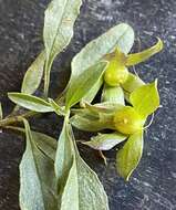 صورة Eremophila gibbosa R. J. Chinnock