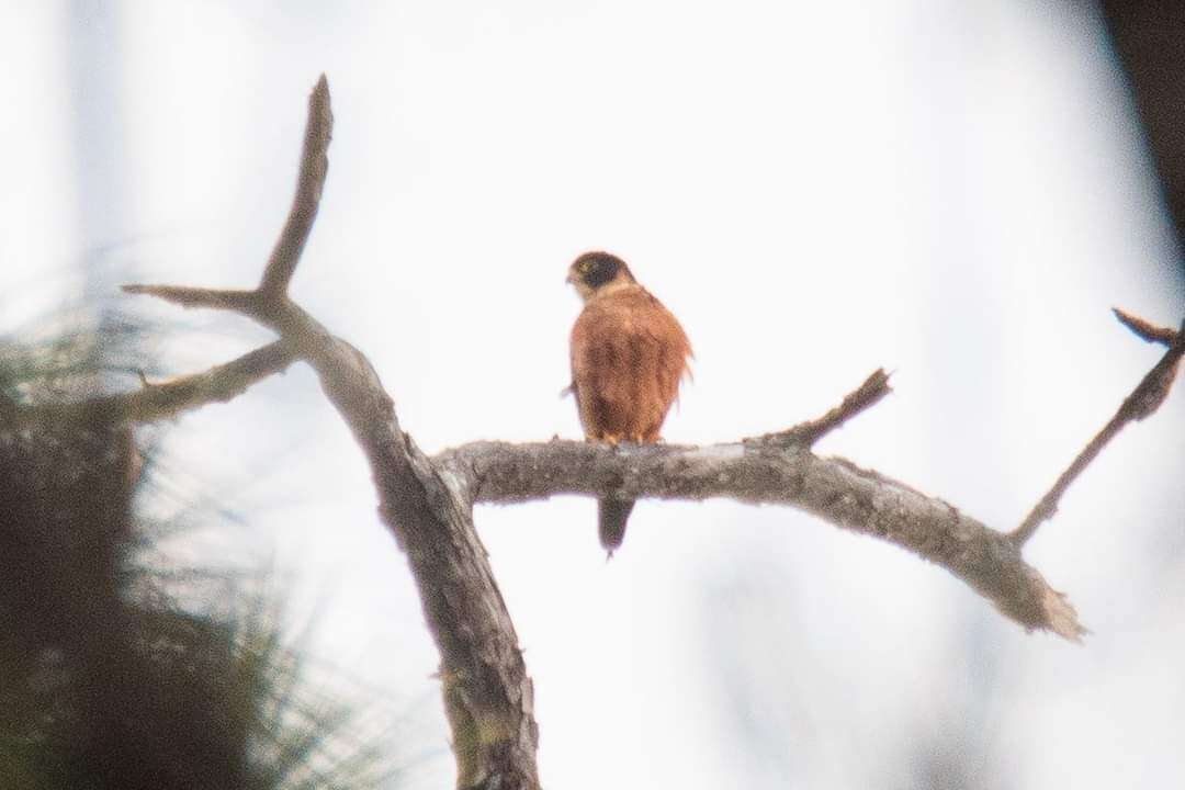 Image of Oriental Hobby