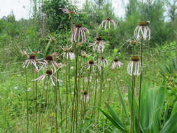 Image of sanguine purple coneflower