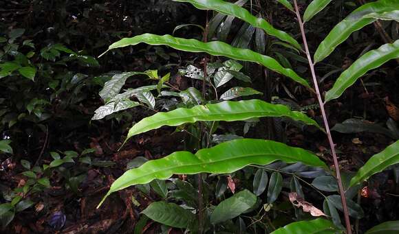 Image of Metaxya scalaris Tuomisto & Cardenas