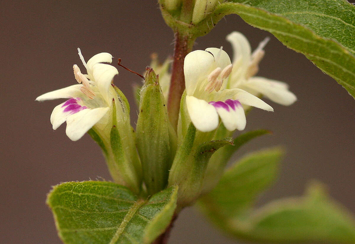 Image of Duosperma crenatum (Lindau) P. G. Meyer