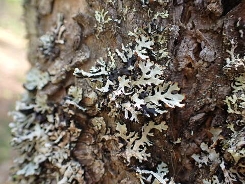 Image of Tremella hypogymniae Diederich & M. S. Christ. 1996