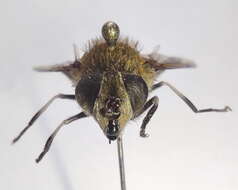 Image of Eristalis bogotensis Macquart 1842