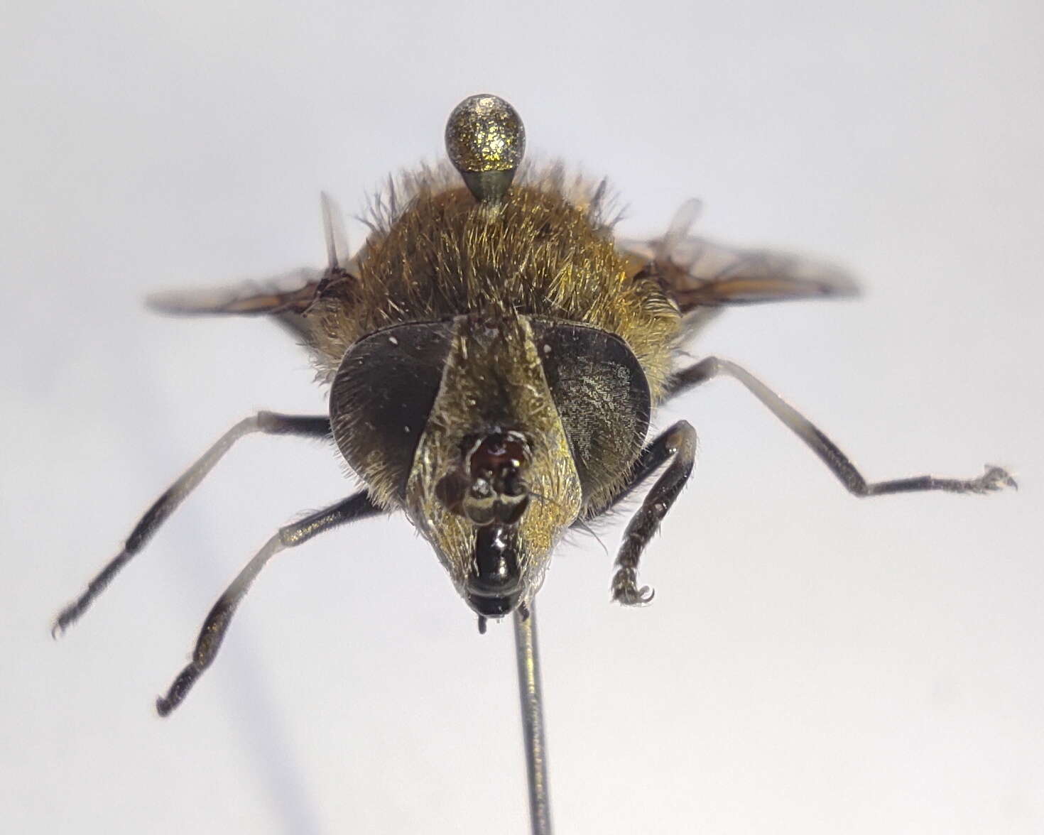 Image of Eristalis bogotensis Macquart 1842