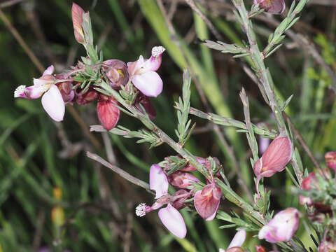 Image of Polygala microlopha var. microlopha