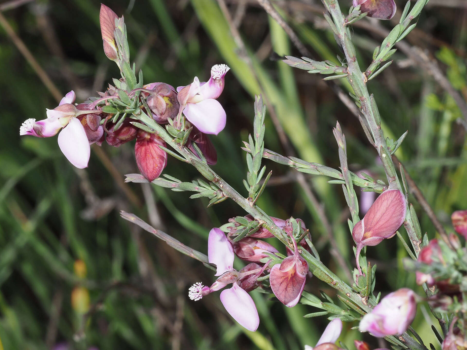 صورة Polygala microlopha var. microlopha