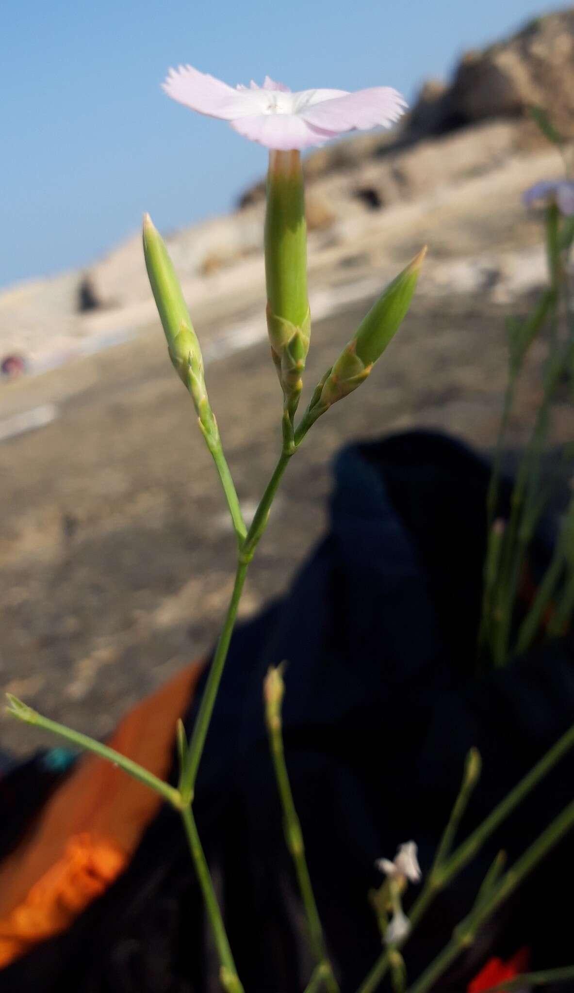 Image of Dianthus japigicus Bianco & S. Brullo