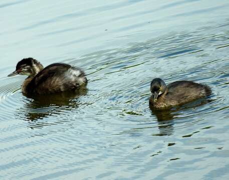 Image of Least Grebe