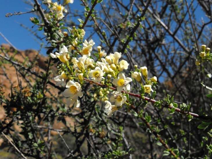 صورة Antherothamnus pearsonii N. E. Brown