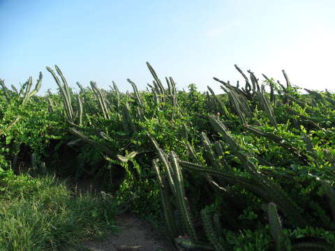 صورة Stenocereus standleyi (J. G. Ortega) Buxb.