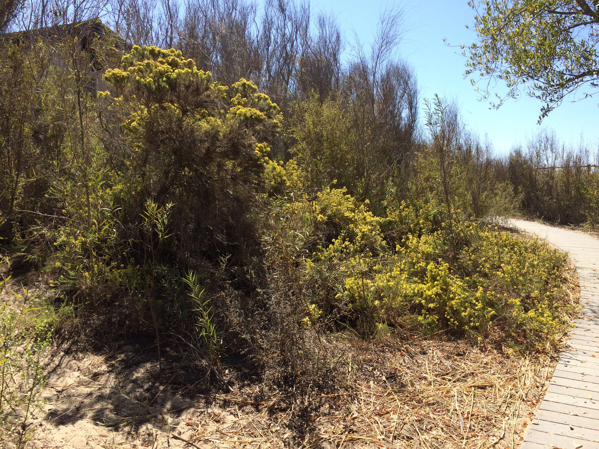 Image of California goldenbush