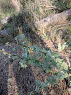 Image of anglestem Indian mallow