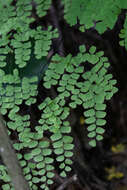 Imagem de Adiantum amplum C. Presl