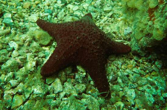 Image of Anthaster valvulatus (Muller & Troschel 1843)