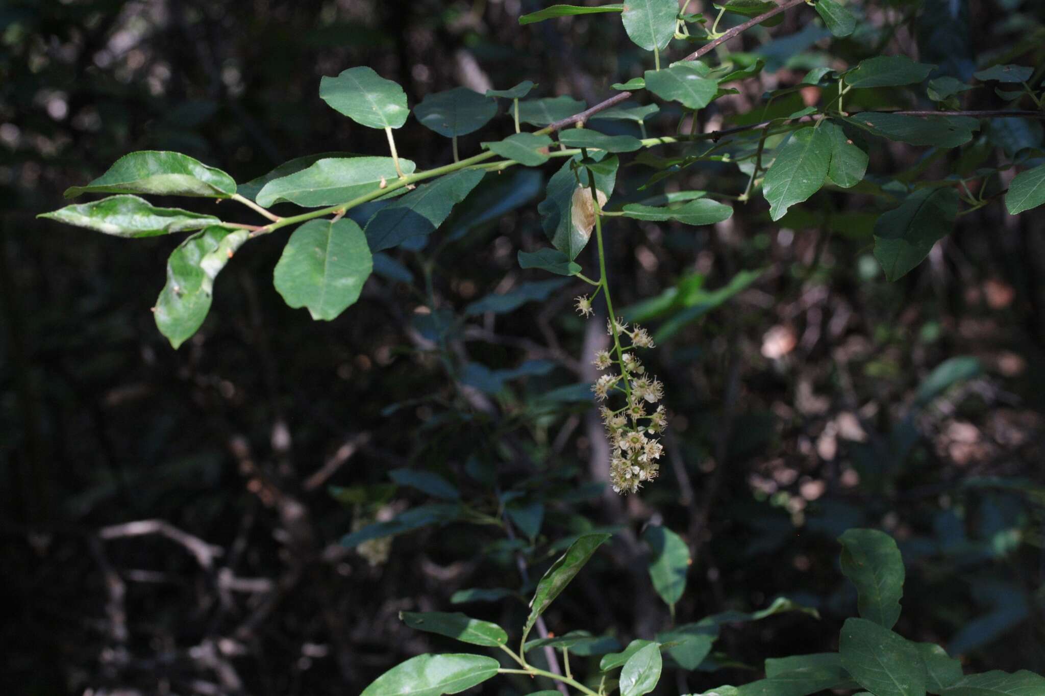 Imagem de Prunus virginiana var. demissa (Nutt.) Torr.