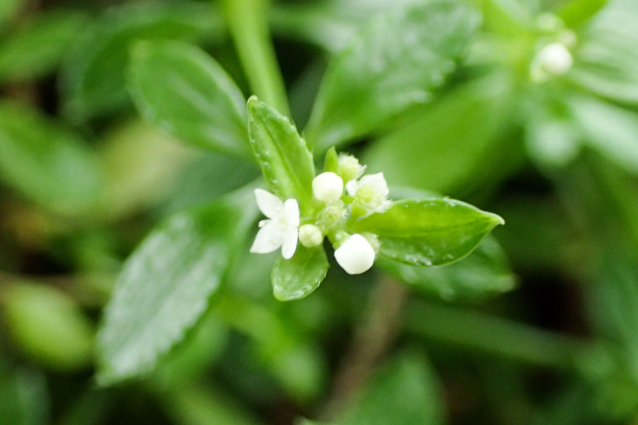 Galium echinocarpum Hayata resmi