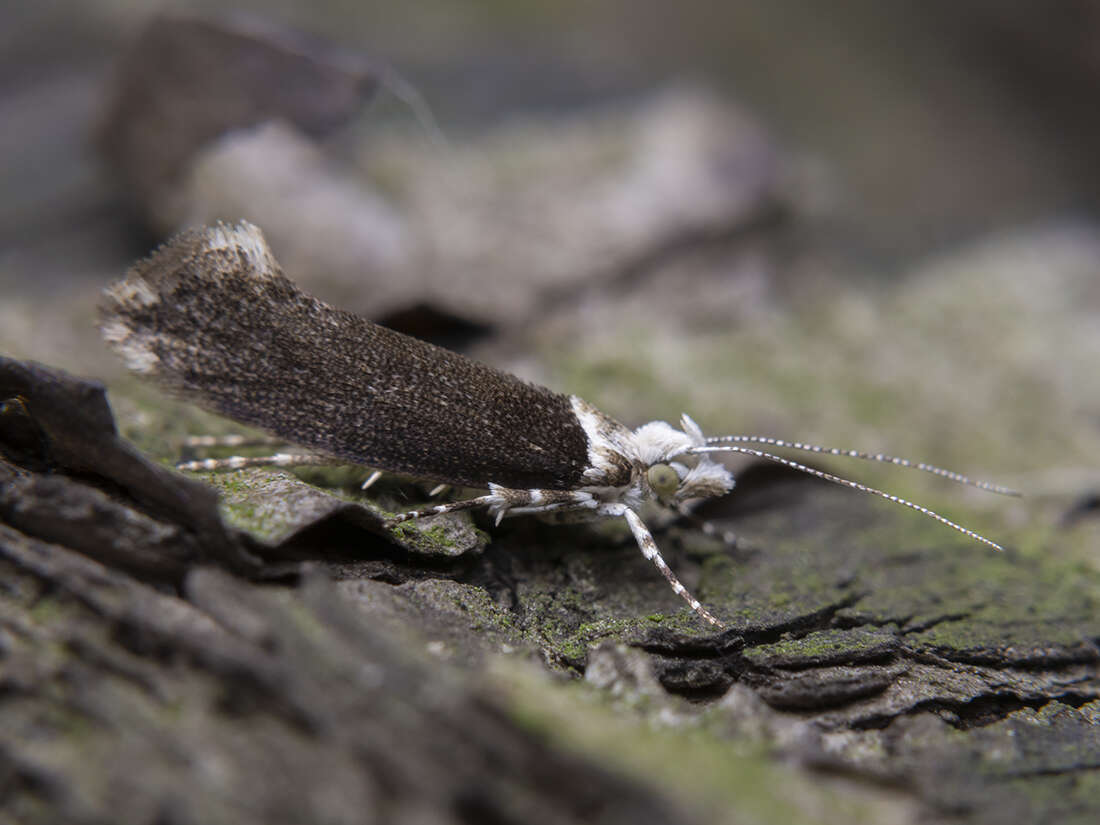 Image of Ypsolopha vittella (Linnaeus 1758)