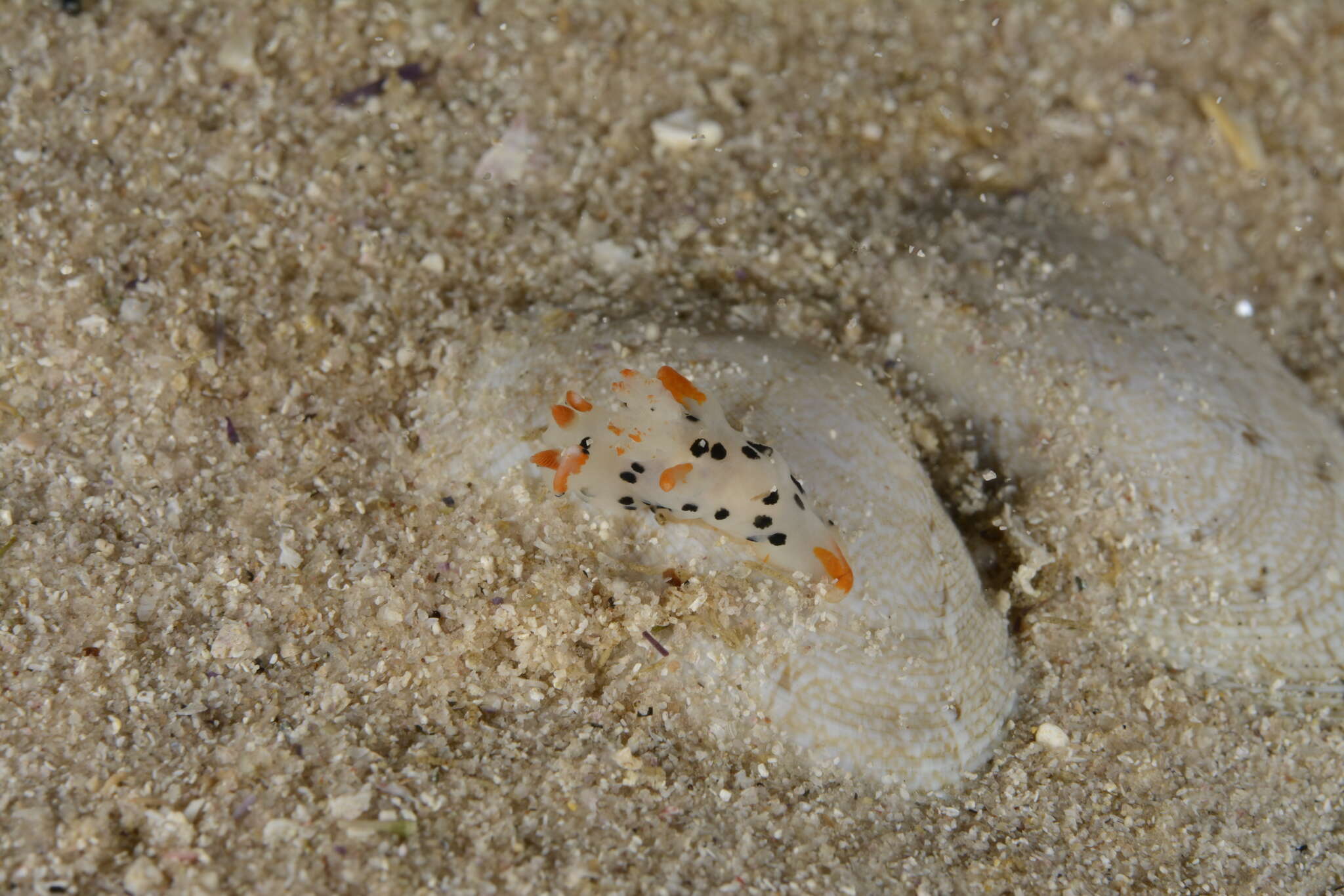 Image of Sea slug