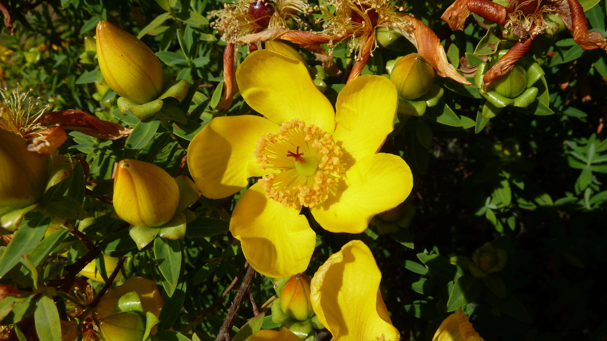 Image of Hypericum revolutum Vahl