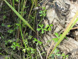 Image of Hydrocotyle paludosa A. R. Bean