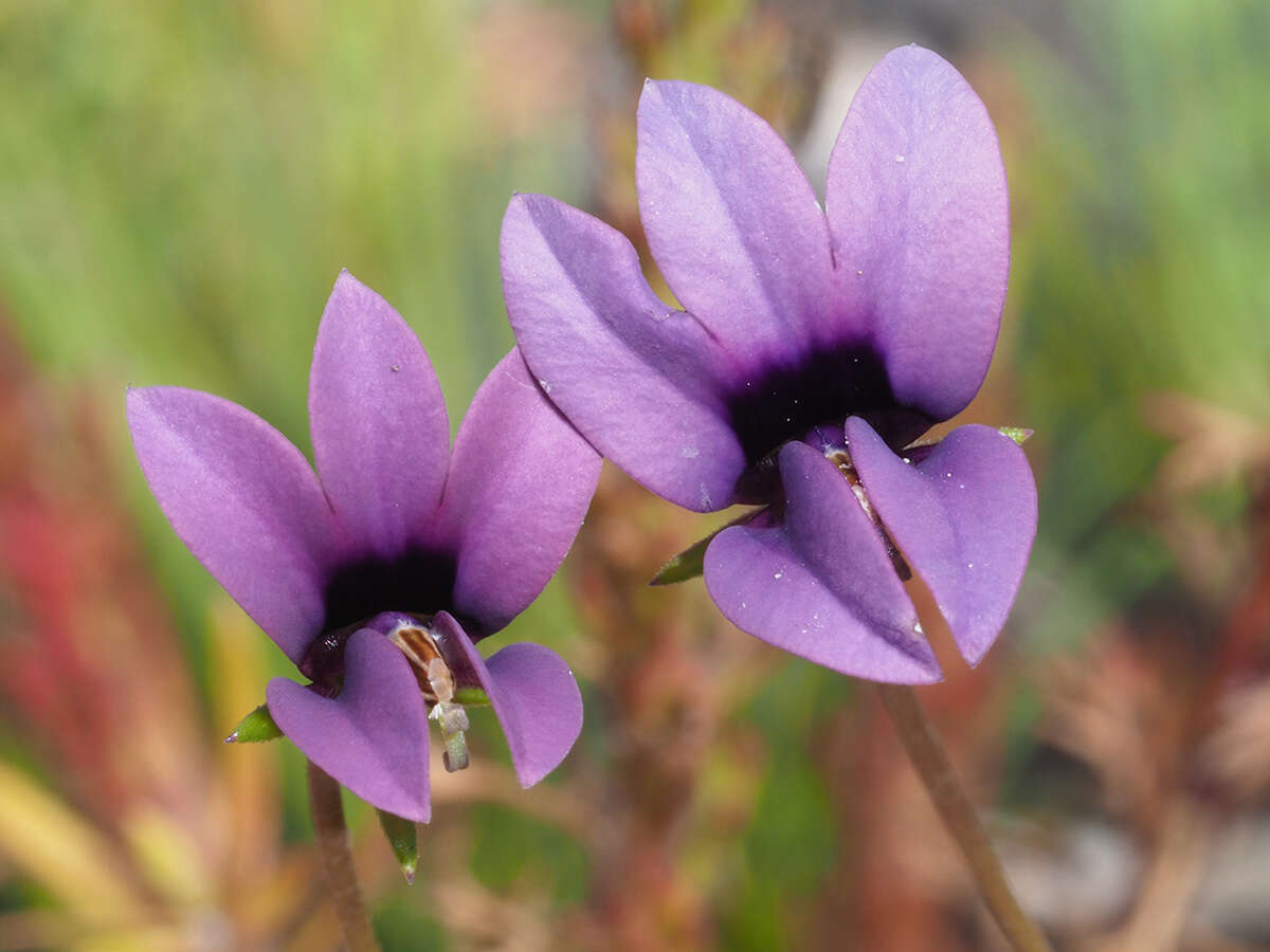 Image of Monopsis unidentata subsp. unidentata