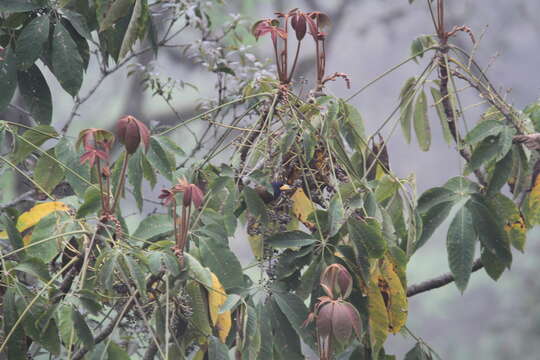 Image of Great Barbet