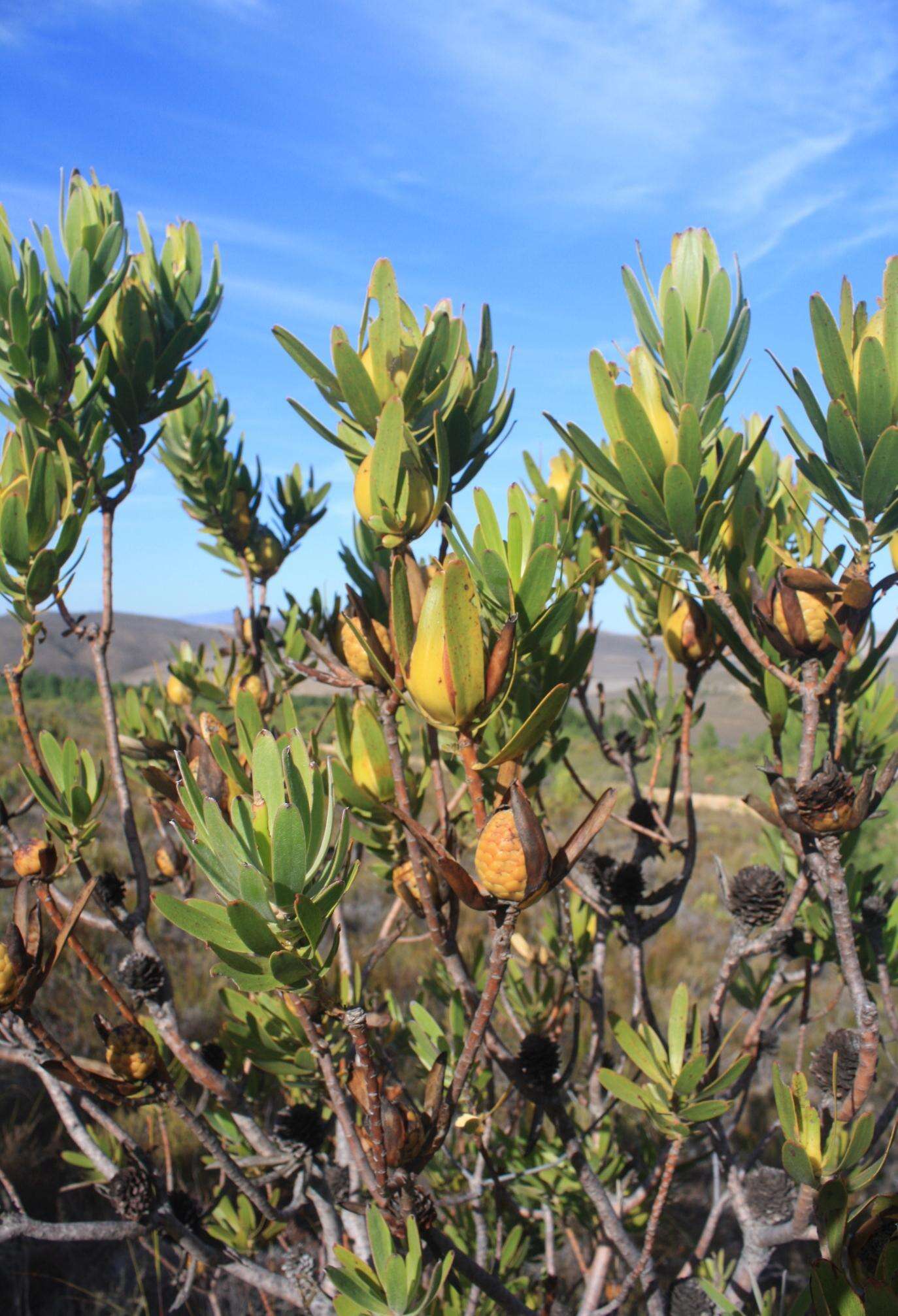 Image de Leucadendron laureolum (Lam.) Fourc.