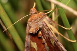 Autographa bractea Schiffermüller 1776 resmi