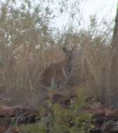 Image of Macropus robustus woodwardi Thomas 1901