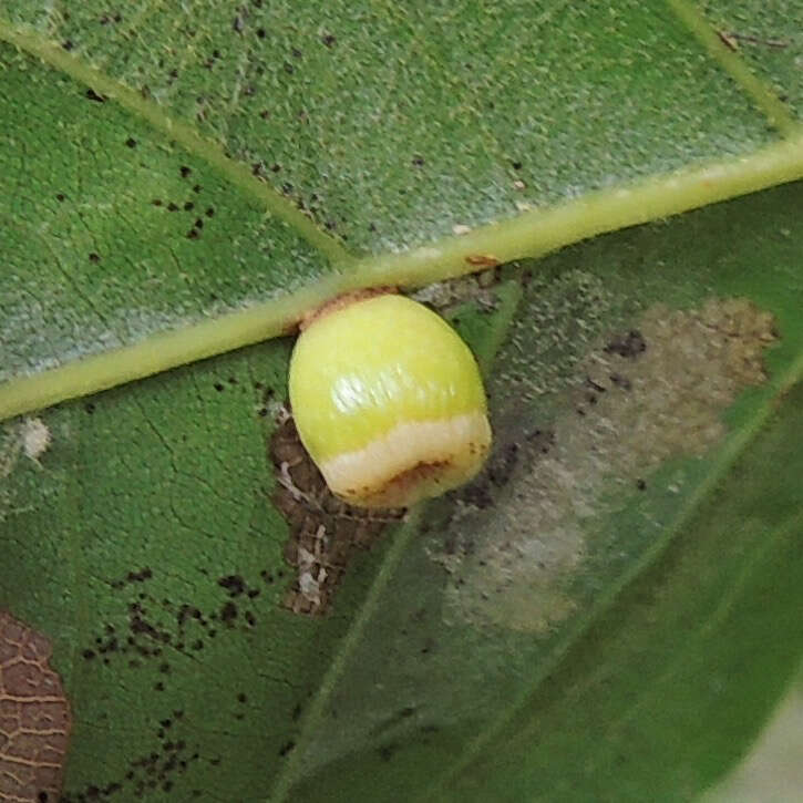 Image of Kokkocynips rileyi (Nieves-Aldrey, Nicholls, Tang, Melika, Stone, Pujade-Villar, Buffington, Maldonado & Medianero 1896) Nieves-Aldrey, Nicholls, Tang, Melika, Stone, Pujade-Villar, Buffington, Maldonado & Medianero 2021