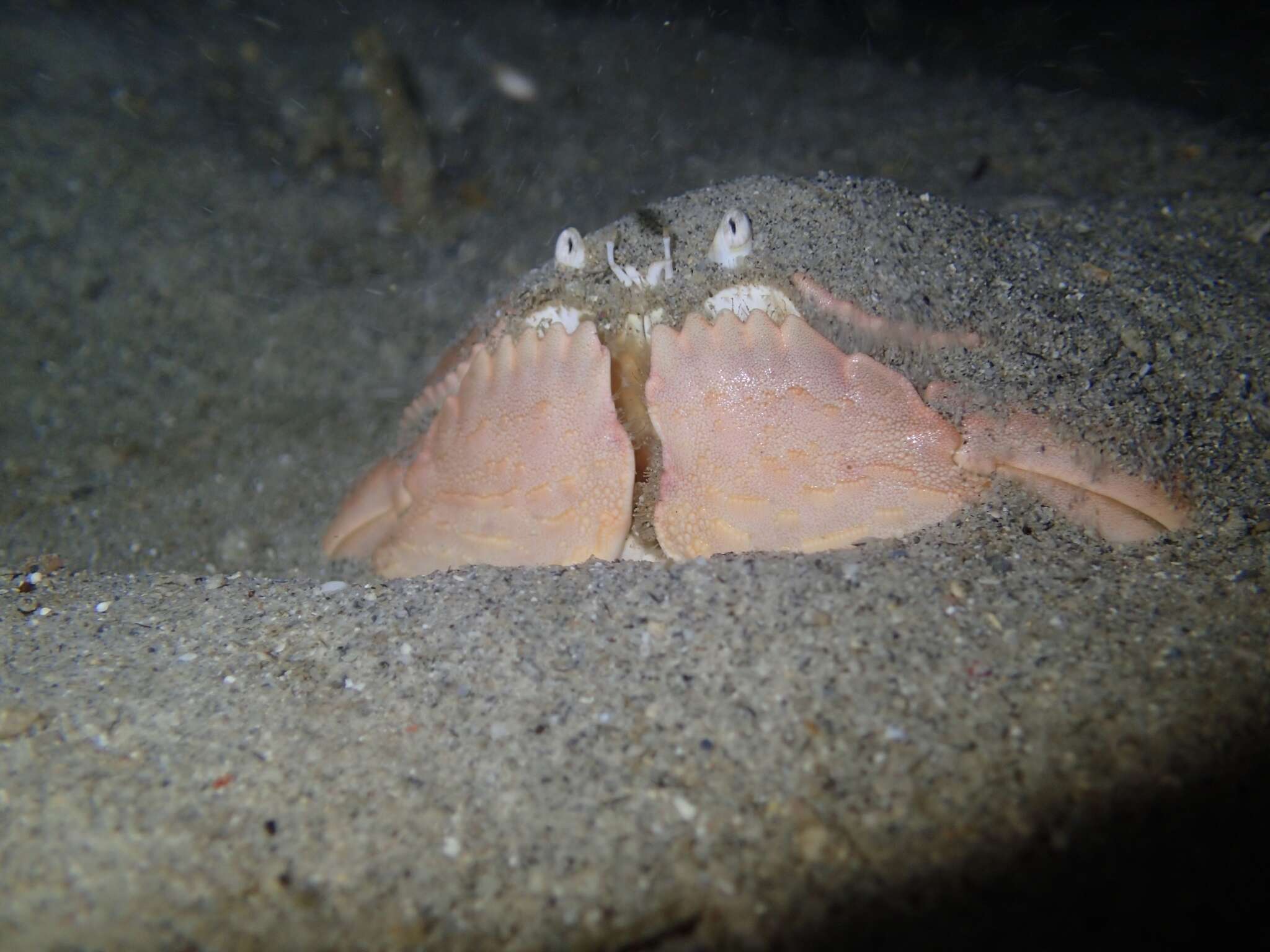 Image of giant box crab