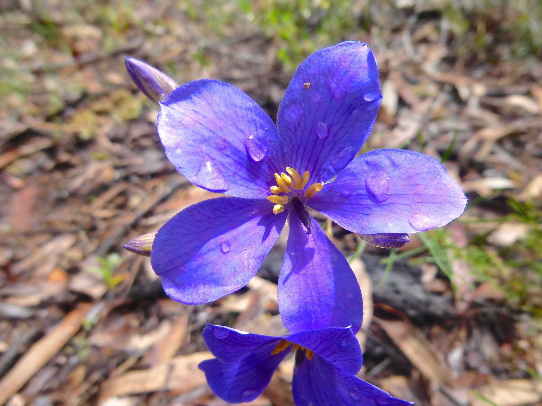 Image de Cheiranthera linearis A. Cunn.