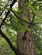 Image of black locust