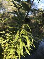 Image de Cephalanthus salicifolius Humb. & Bonpl.