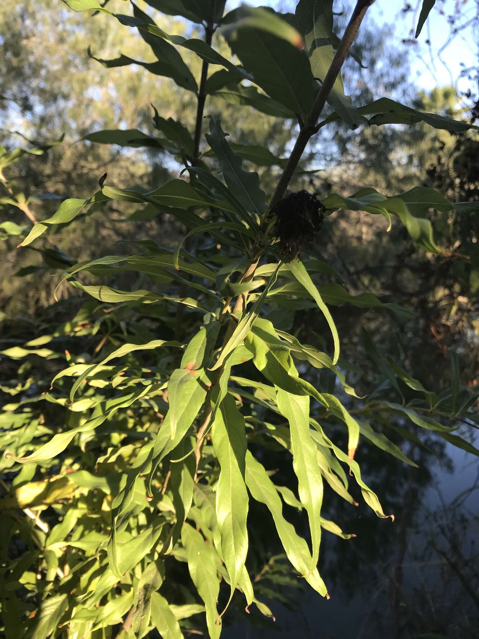 Image of Mexican Buttonbush