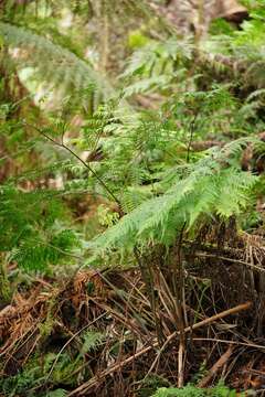 Sivun Pteris epaleata D. J. Ohlsen kuva