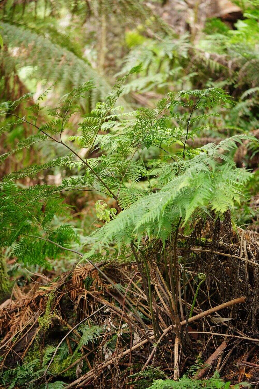 Image of Pteris epaleata D. J. Ohlsen