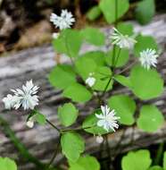 Image of Mountain Meadow-Rue