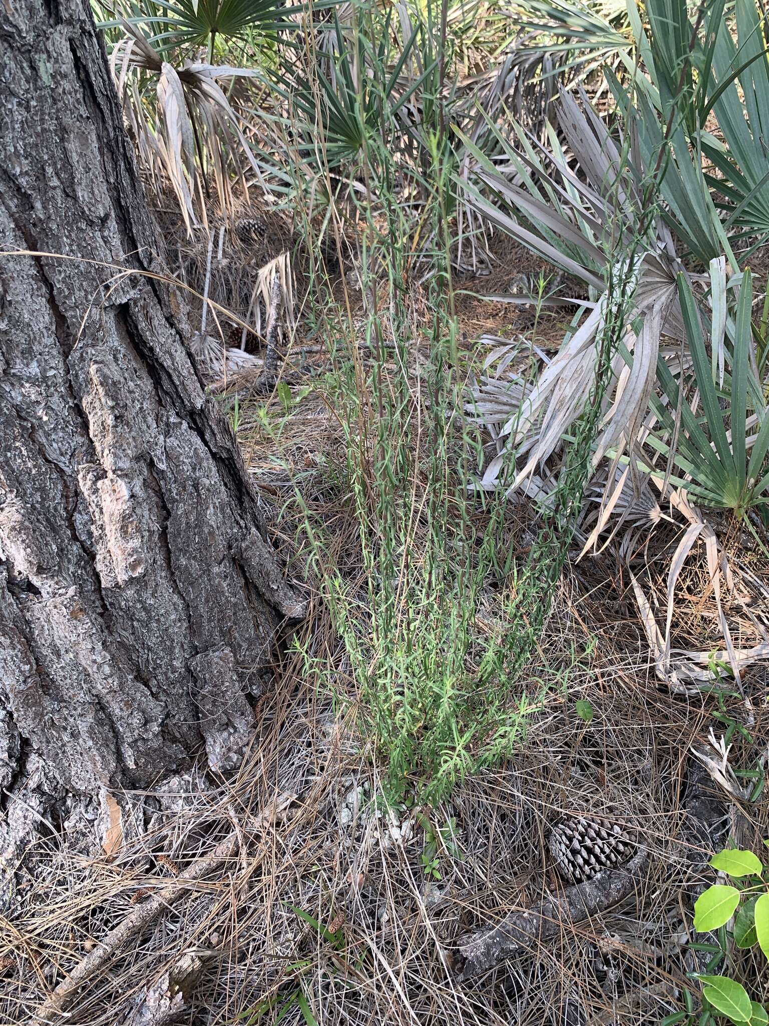 Plancia ëd Brickellia eupatorioides var. floridana (R. W. Long) B. L. Turner