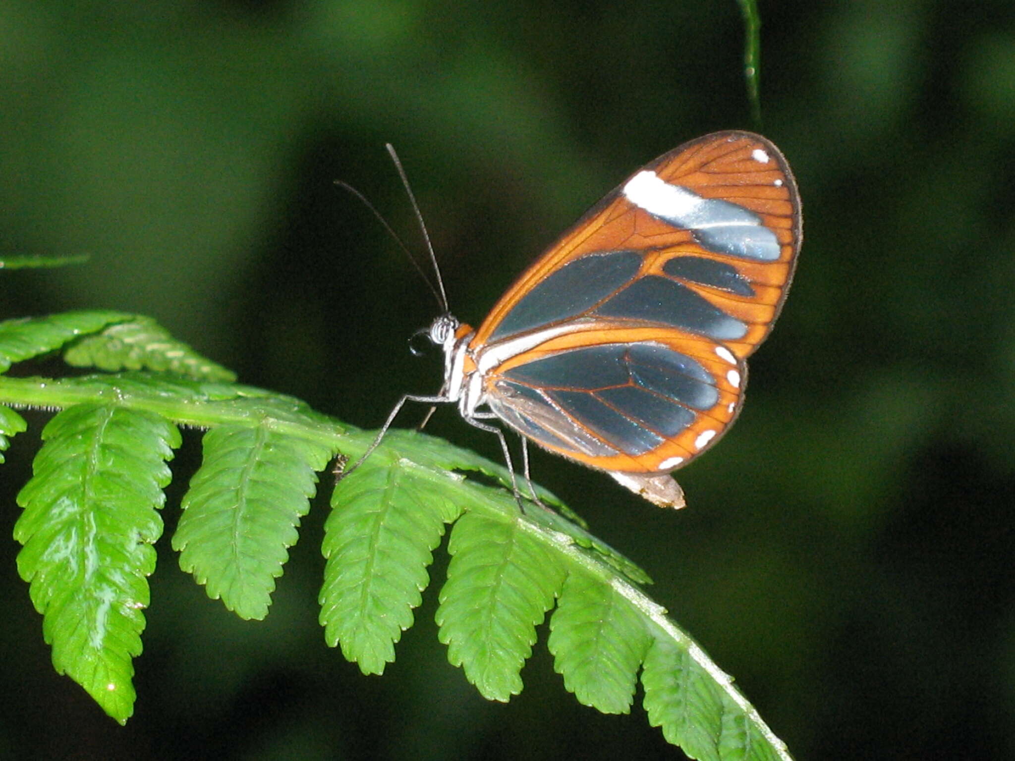 Image of Ithomia leilae Hewitson 1852