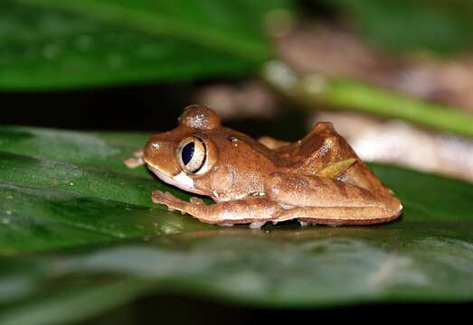 Leptopelis boulengeri (Werner 1898)的圖片